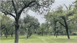  ?? ?? The Heritage Walks run by the Horsham Society have got off to a good start and have proven popular on Wednesday and Sunday afternoons. Tall trees tell tales as age can be estimated by measuring the girth at about one and a half metres off the ground