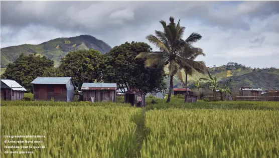  ??  ?? Les grandes plantation­s d’antsirabe Nord sont réputées pour la qualité de leurs gousses.