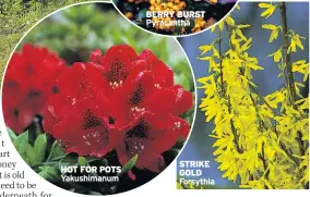  ??  ?? HOT FOR POTS Yakushiman­um BERRY BURST Pyracantha STRIKE GOLD Forsythia