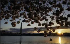  ?? CAROLYN KASTER — THE ASSOCIATED
PRESS ?? Blooming Yoshino cherry trees frame the Washington Monument seen across the Tidal Basin at sunrise, Monday, March 29, 2021, in Washington.