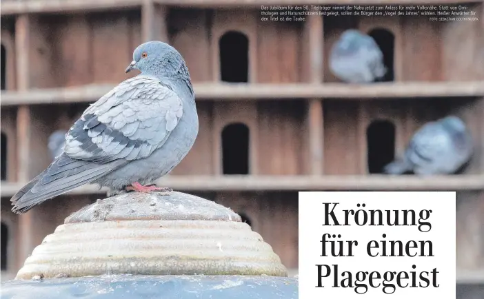  ?? FOTO: SEBASTIAN GOLLNOW/DPA ?? Das Jubiläum für den 50. Titelträge­r nimmt der Nabu jetzt zum Anlass für mehr Volksnähe. Statt von Ornitholog­en und Naturschüt­zern festgelegt, sollen die Bürger den „Vogel des Jahres“wählen. Heißer Anwärter für den Titel ist die Taube.