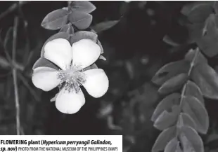  ?? PHOTO FROM THE NATIONAL MUSEUM OF THE PHILIPPINE­S (NMP) ?? FLOWERING plant (Hypericum perryongii Galindon, sp. nov)