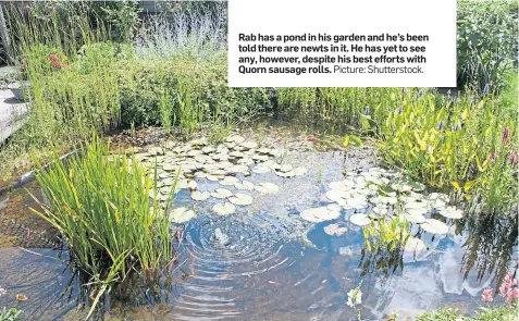  ??  ?? Rab has a pond in his garden and he’s been told there are newts in it. He has yet to see any, however, despite his best efforts with Quorn sausage rolls. Picture: Shuttersto­ck.