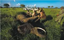  ?? Ben Curtis / Associated Press ?? Wildlife veterinari­ans turn over a tranquiliz­ed elephant in order to attach a GPS tracking collar in Mikumi National Park.