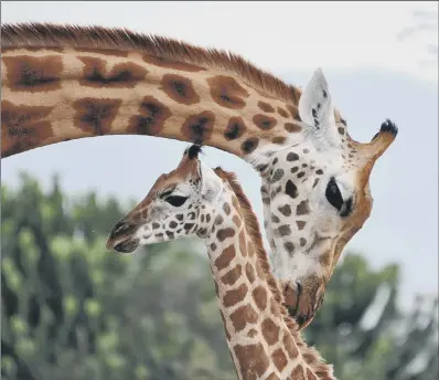  ??  ?? UNDER THREAT: Wildlife experts fear that the continual loss of young giraffes due to lion attacks may lead to an ‘unrecovera­ble situation’.