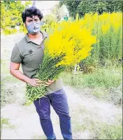  ?? HT ?? Bharath with a bunch of Goldenrods cultivated by him.