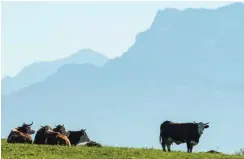  ?? Foto: dpa/A. Weigel ?? Kommen ohne Melkrobote­r aus: Kühe auf einer Wiese in Südbayern