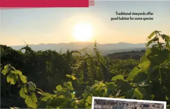 ??  ?? Traditiona­l vineyards offer good habitat for some species