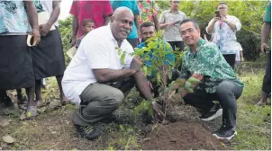  ?? Photo: JOSEFA ULUILAKEBA ?? Assistant Minister in the Office of the Prime Minister, Sakiusa Tubuna, planting coffee plant after officiatin­g at the opening of the Coffee Smallholde­r Project workshop in Draiba Village this week.