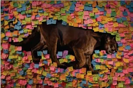  ?? JAE C. HONG — THE ASSOCIATED PRESS ?? Post-It notes paying tribute to the famed mountain lion known as P-22cover an exhibit wall at the Natural History Museum of Los Angeles County in Los Angeles.