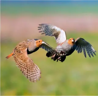  ?? ?? There’s nothing quite like watching grey partridges in flight with their lightning-fast reactions