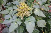  ?? CONTRIBUTE­D BY WALTER REEVES ?? Spiky leaves and yellow flowers make leatherlea­f mahonia an intriguing shade plant.