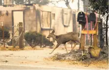  ?? Scott Strazzante / The Chronicle ?? A fawn that came in from the forest, walks past a burned structure on Wagstaff Road in Paradise in the fire’s aftermath.