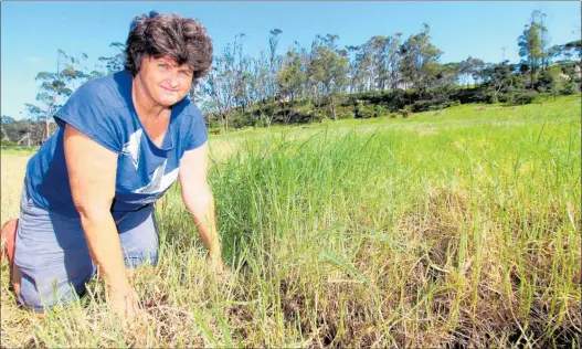  ??  ?? DAMAGE: Entomologi­st Jenny Dymock checking tropical grass webworm damage at Paparore, roughly 10km north of Kaitaia.