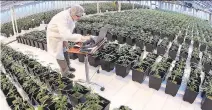  ?? DAN JANISSE/FILES ?? Aphria greenhouse­s in Leamington, Ont. Aphria said Tuesday it is reducing the cash it is offering for Nuuvera from $1 to 60 cents per share, but did not elaborate on the reason behind the move.
