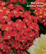  ??  ?? Red yarrow, Achillea ‘Fanal’