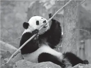  ?? Associated Press ?? right Bao Bao, the beloved 3-year-old panda at the National Zoo in Washington, enjoys a final morning in her bamboo-filled habitat Feb. 21 before her one-way flight to China to join a panda breeding program.