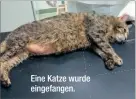  ??  ?? Eine Katze wurde eingefange­n.