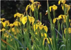  ??  ?? Dutch iris (Iris x hollandica) are tough bulbs that love being interplant­ed with spring annuals.
