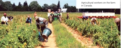  ??  ?? Agricultur­al workers on the farm in Canada.