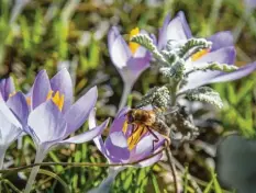  ?? Foto: Leitenstor­fer ?? Die ersten Bienen sind angesichts des momentanen Vorfrühlin­gs schon unterwegs, und auch in den politische­n Gremien sind sie nach wie vor Thema.