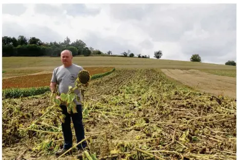  ??  ?? Yannick Jean est l’agriculteu­r propriétai­re des parcelles fauchées à Syppre le 17 août.