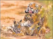  ?? SHUTTERSTO­CK ?? Project Tiger’s success in protecting India’s tigers has become a template for other conservati­on projects.