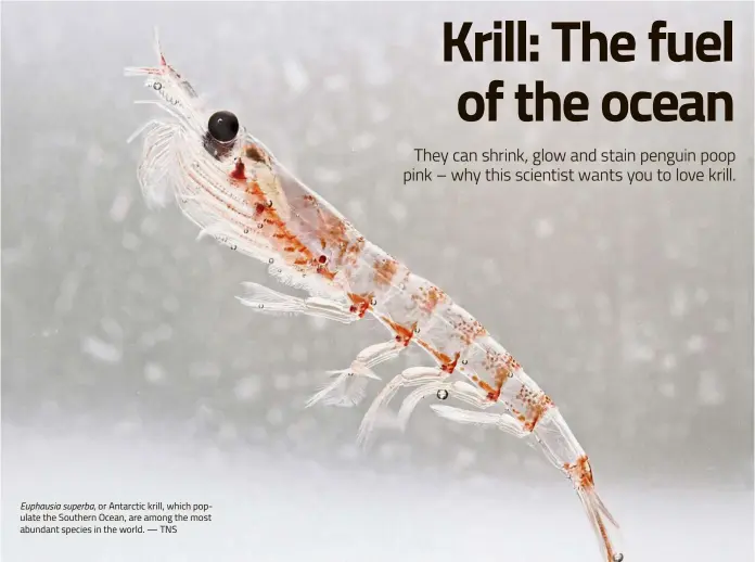  ?? — TNS ?? Euphausia superba, or Antarctic krill, which populate the Southern Ocean, are among the most abundant species in the world.