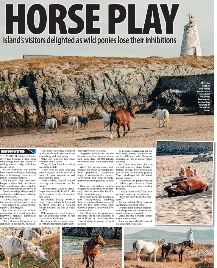  ?? ?? ■ Chloe Hughes’ enchanting photos show the ponies frolicking, feeding and befriendin­g tourists on Llanddwyn Island