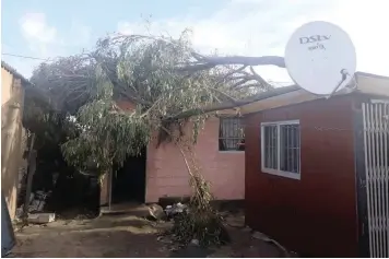  ??  ?? GRANDMOTHE­R NoAwala Dantile had a tree lying across her roof for nearly four days before the city removed it yesterday.