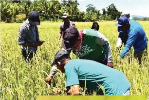  ??  ?? DA Regional Crop Protection Center science research specialist Ian Mark Ciocon (left) validates the rice black bag-infested farm area in Brgy. Macalbang, Concepcion, Iloilo. At right is a close-up of the rice black bug.