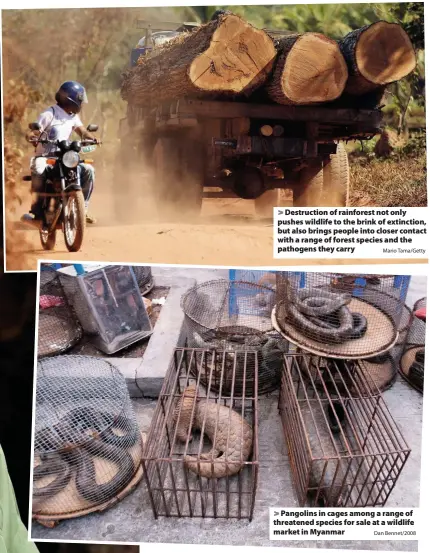  ?? Mario Tama/Getty Dan Bennet/2008 ?? Destructio­n of rainforest not only pushes wildlife to the brink of extinction, but also brings people into closer contact with a range of forest species and the pathogens they carry
Pangolins in cages among a range of threatened species for sale at a wildlife market in Myanmar