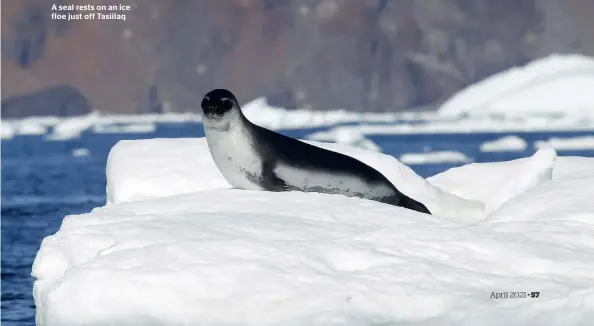  ??  ?? A seal rests on an ice floe just off Tasiilaq