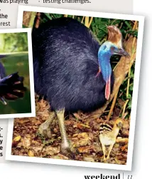  ??  ?? Above: a duckbilled platypus. Right: cassowary males take care of the chicks