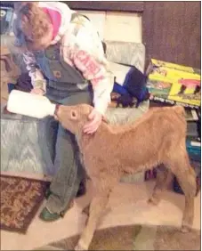  ??  ?? Sharon Barnett bottle feeds a new calf after warming it in the house.