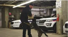  ??  ?? PSD True demonstrat­ed how she can latch onto a target, in this case Cst. Chad Scheske, with a verbal cue from her handler, Cst. Aaron Woods.