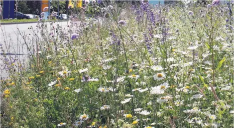  ?? FOTO: ARCHIV/THANNHEIME­R ?? Blumeninse­ln wie diese werden auch bald in Altheim vermehrt zu sehen sein.