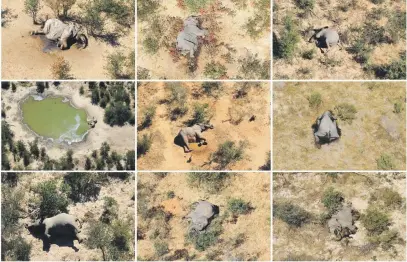  ?? Picture: Reuters ?? MYSTERY. A combinatio­n photo shows dead elephants in the Okavango Delta in Botswana.