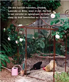  ??  ?? Die drie bantam-hoenders, Shadow, Lavender en Bliss, woon in styl. Hul hok is van sieryster en ogiesdraad, en hulle slaap op droë laventelbo­s en -blomme.