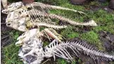  ??  ?? Remains: Skeletons of carp they ate