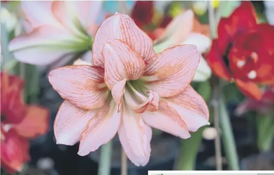  ?? ?? Amaryllis flower blooms (above) and (right) Swiss Cheese Plant (photos: Shuttersto­ck)