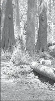  ?? PHOTO BY JOHN MOE ?? Trees are decorated with masks created by local artists on the Spirit Mask Trail.