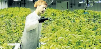  ?? GAVIN YOUNG/POSTMEDIA FILES ?? Cam Battley, Senior Vice President with Aurora Cannabis Inc., examines marijuana plants in one of the ten grow rooms inside the company’s 55,000 square medical marijuana production facility near Cremona, Alta., in July. Justice Minister Kathleen Ganley...