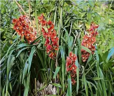  ?? Foto: Botanická zahrada hl. m. Prahy ?? Kaskády barev Kvetoucí orchideje si zájemci v Botanické zahradě mohou letos užít netradičně od 23. září do 10. října.