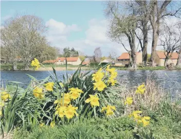  ?? ?? Tony Freeman sent in this spring photo of daffodils by the pond in Brompton-by-Sawdon.