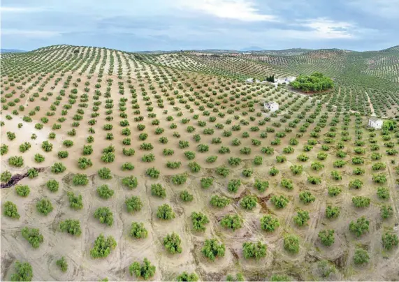  ?? EFE ?? La agricultur­a, combinada con los avances tecnológic­os, convierten a Andalucía en región clave en el sector