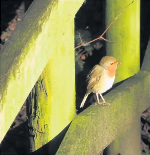  ??  ?? Fleur Houston snapped this robin when it ventured out into the cold. Email your pictures to us at macclesfie­ldexpress@ menmedia.co.uk or upload them to flickr.com/groups/maccpics