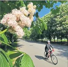  ?? [ wf ] ?? Im Prater blühn wieder die Bäume: Rosskastan­ie, Hauptallee.