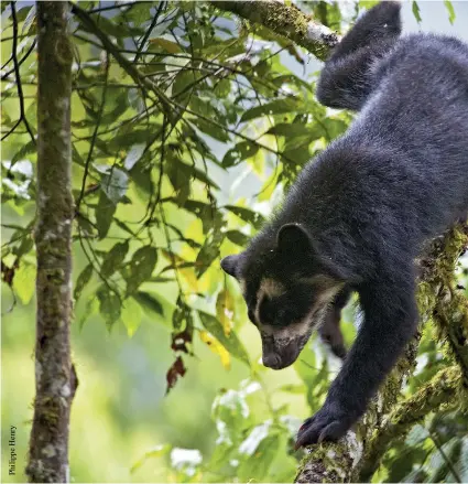  ??  ?? Los hábitos arborícola­s del oso andino fue otro hallazgo de los estudios en Quito.