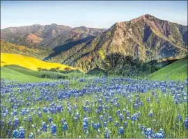  ?? Doug Steakley Associated Press ?? LUPINES on the Adler Ranch in Big Sur on the coast of California south of Monterey. The Esselen Tribe has reclaimed a small part of its ancestral lands here.